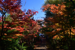 221125a浄住寺10