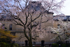 230327b京都府庁08