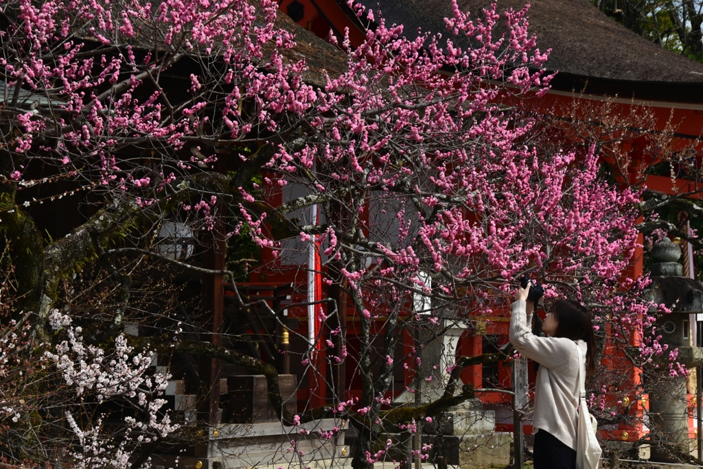 180318b北野天満宮25