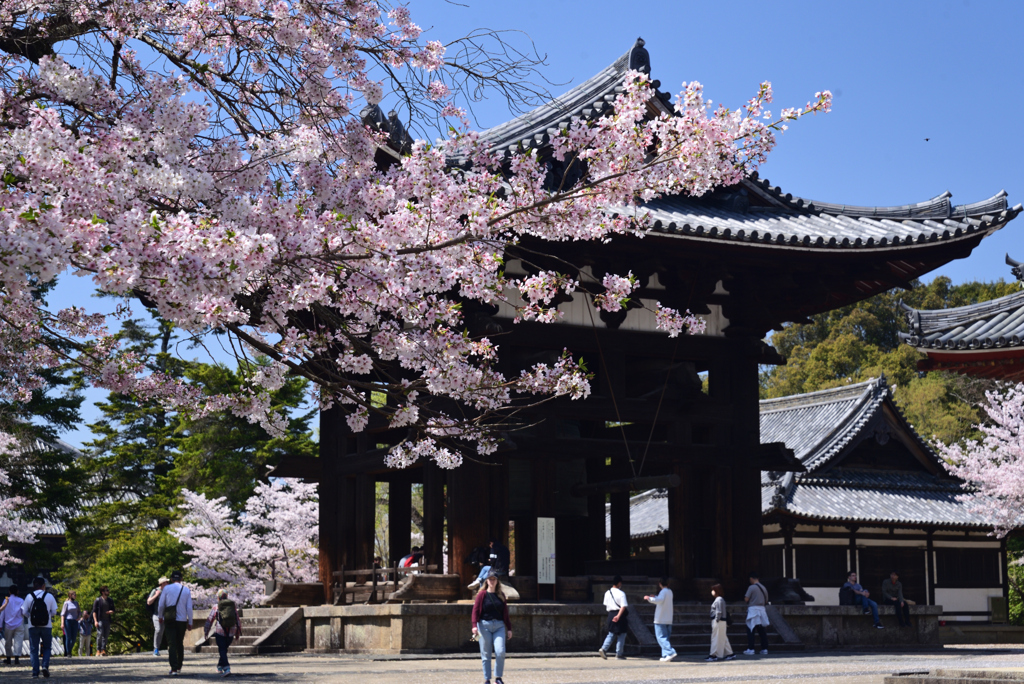 230401奈良公園33