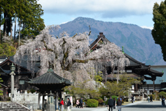250405b身延山久遠寺15