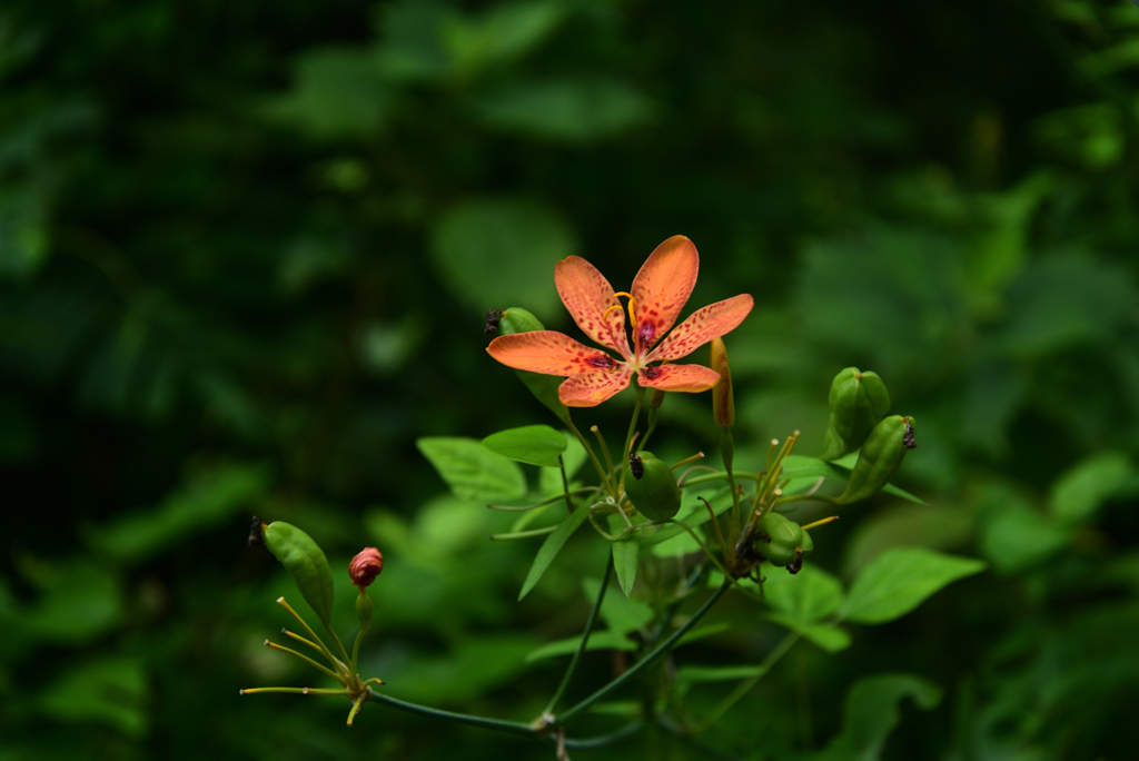 220823京都植物園15
