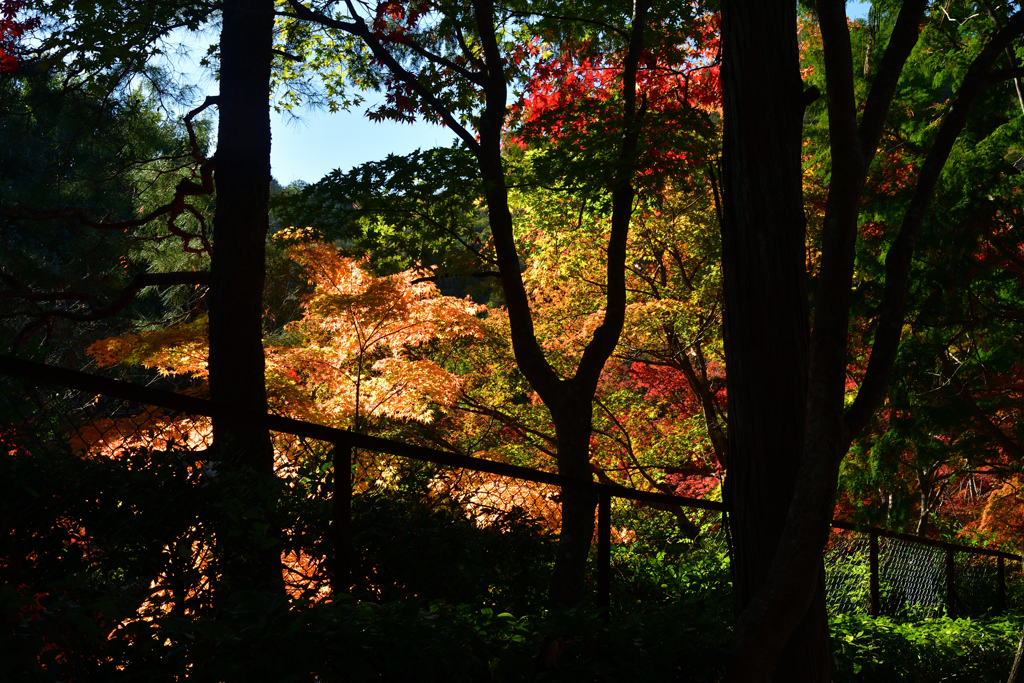 251115b妙祐久遠寺05