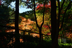 251115b妙祐久遠寺05