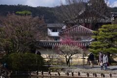 200223a梅宮大社17