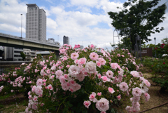 200522中之島公園73