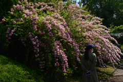 220503d京都植物園35