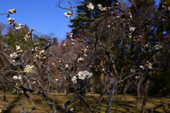 240130a京都植物園07