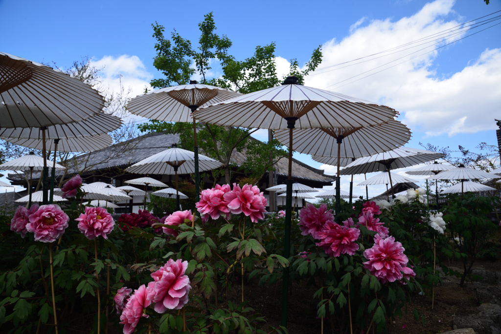 190427b當麻寺西南院11