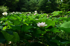 250708京都植物園18