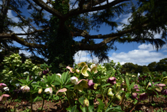 200303京都植物園71