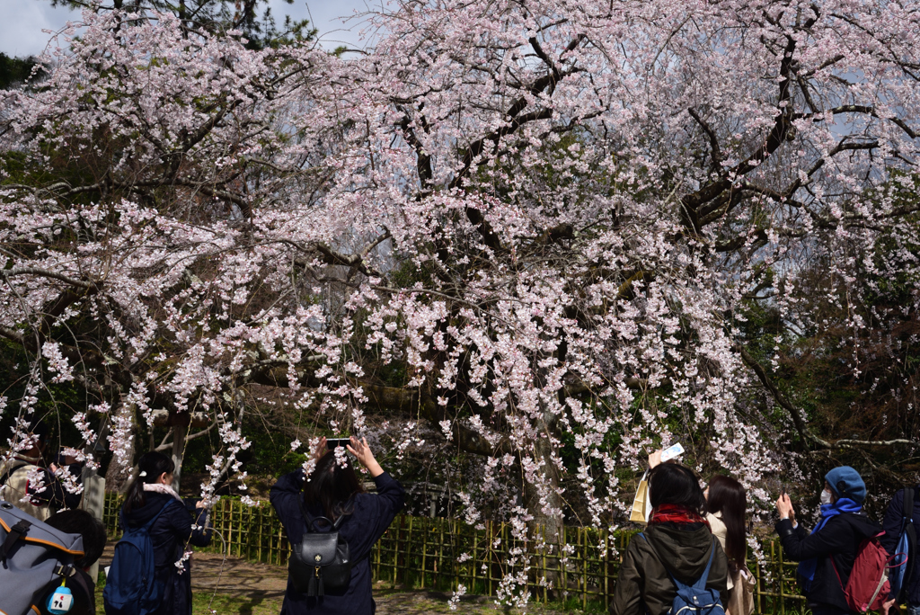 190324d京都御苑24