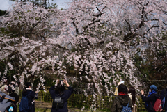 190324d京都御苑24