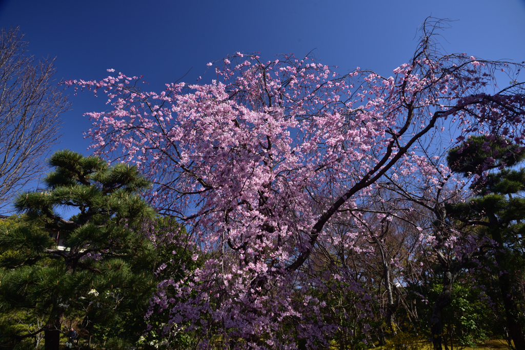 200325c法金剛院18