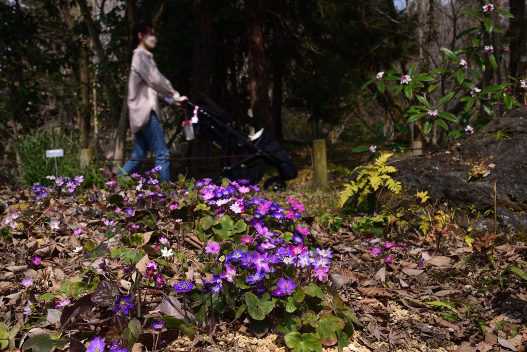 220312a京都植物園30