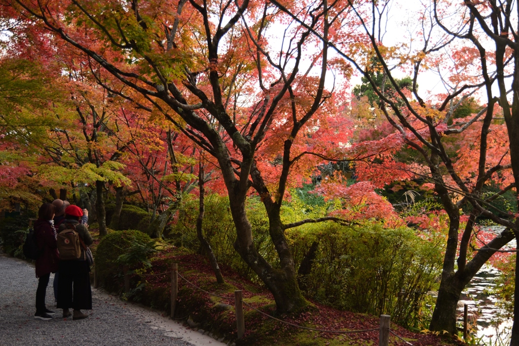 181125d龍安寺73