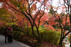 181125d龍安寺73