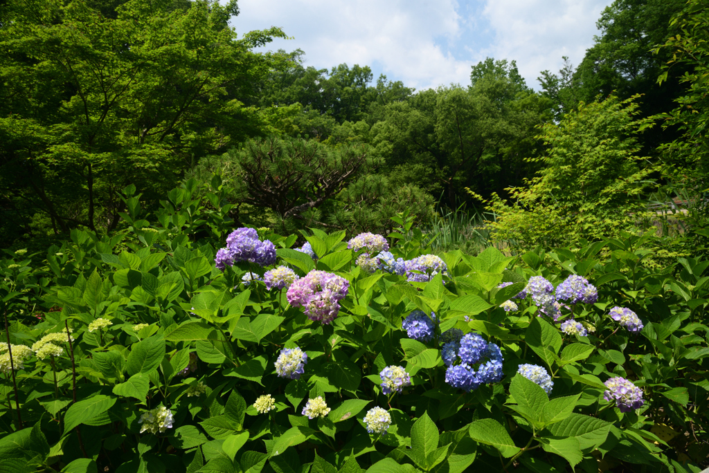 220528山田池公園37