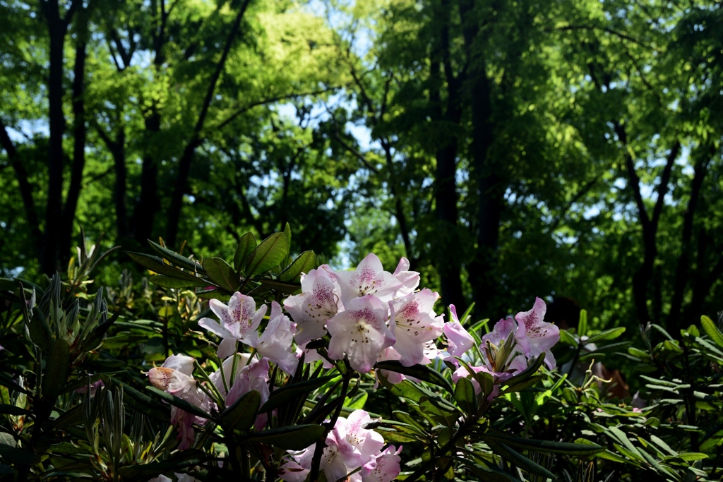 180421長居植物園34+
