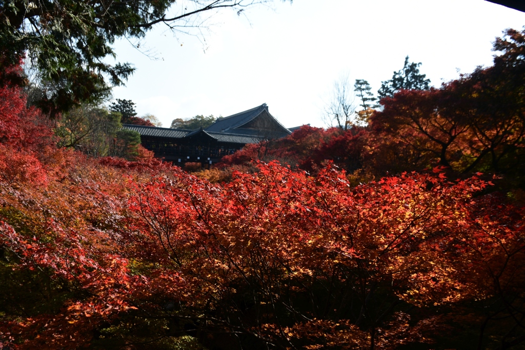 171127a東福寺02