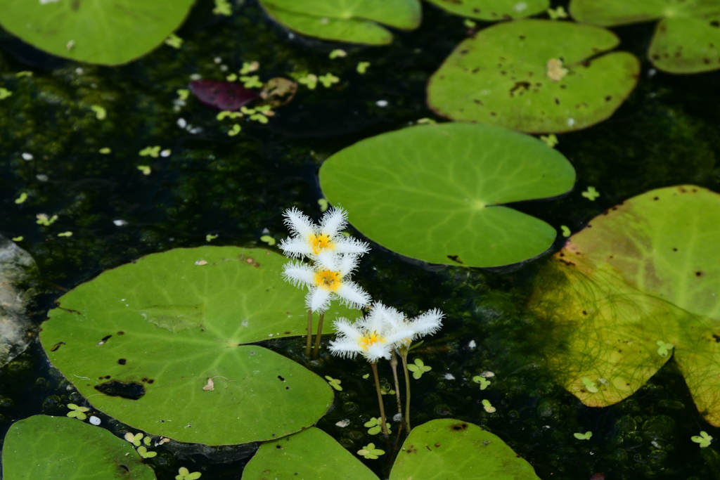 230801京都植物園35