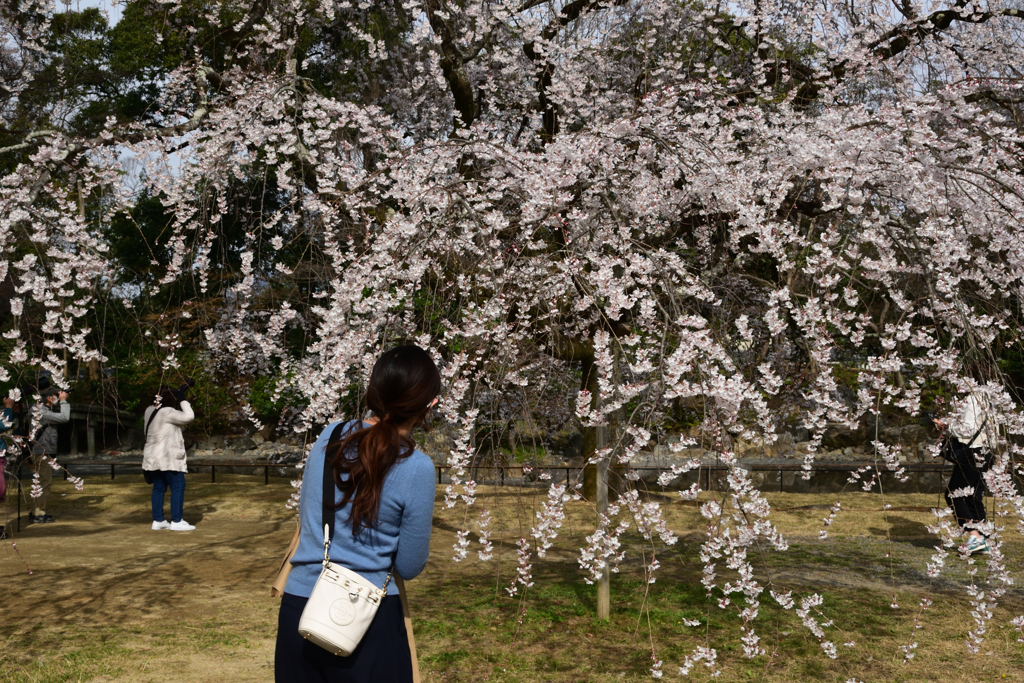 220325d京都御苑19