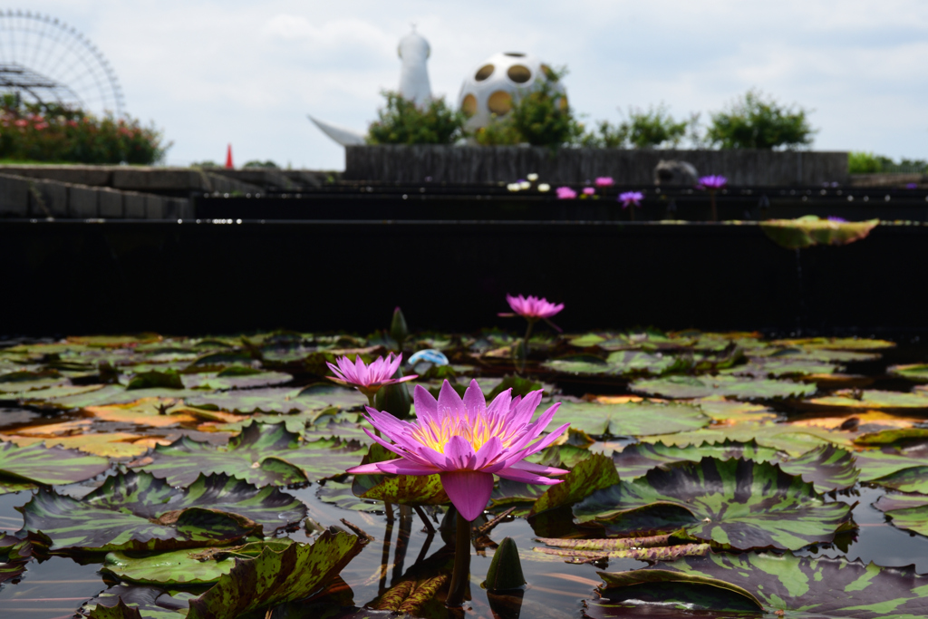 200802万博公園35