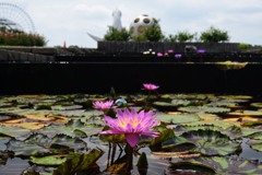 200802万博公園35