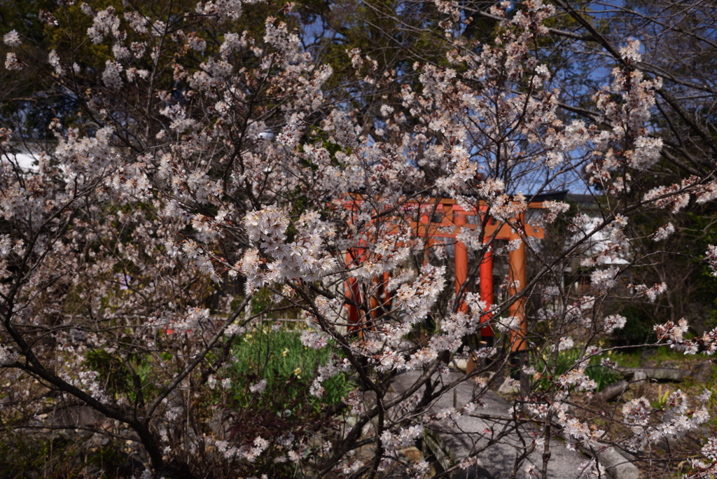 200309g平野神社44