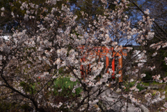 200309g平野神社44