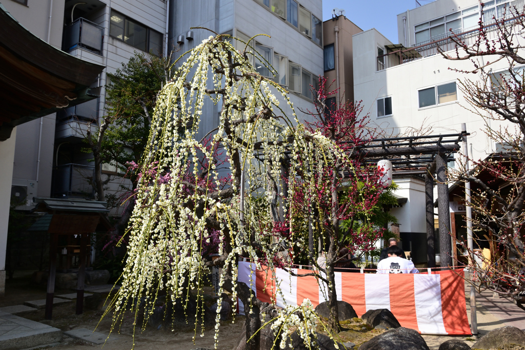 220305b大阪天満宮22