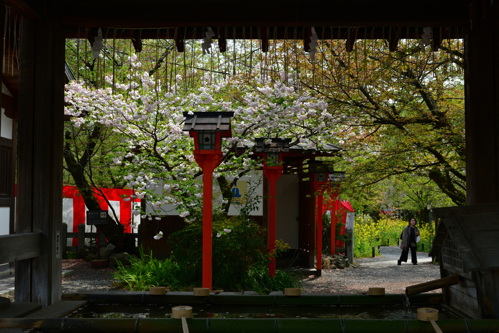 250418b平野神社08