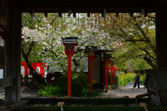 250418b平野神社08
