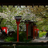 250418b平野神社08
