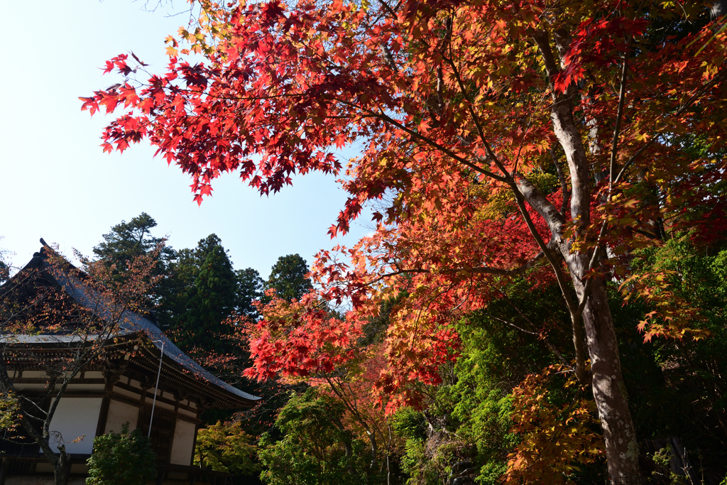 231102b神護寺60