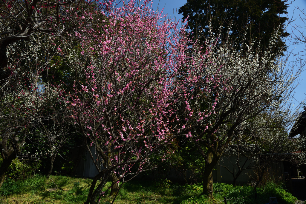 190305a梅宮大社46