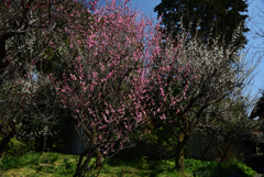 190305a梅宮大社46