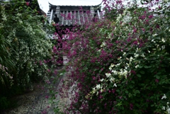 170923勝念寺06