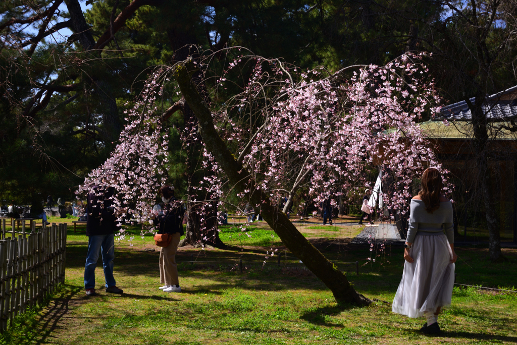 240327c京都御苑27