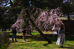 240327c京都御苑27