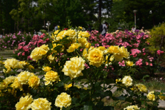 190517b靭公園18