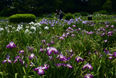 220610城北公園34紅梅の薫