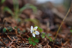 260131a京都植物園17