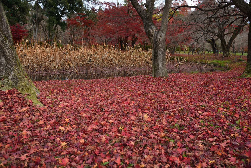 201213a京都植物園40