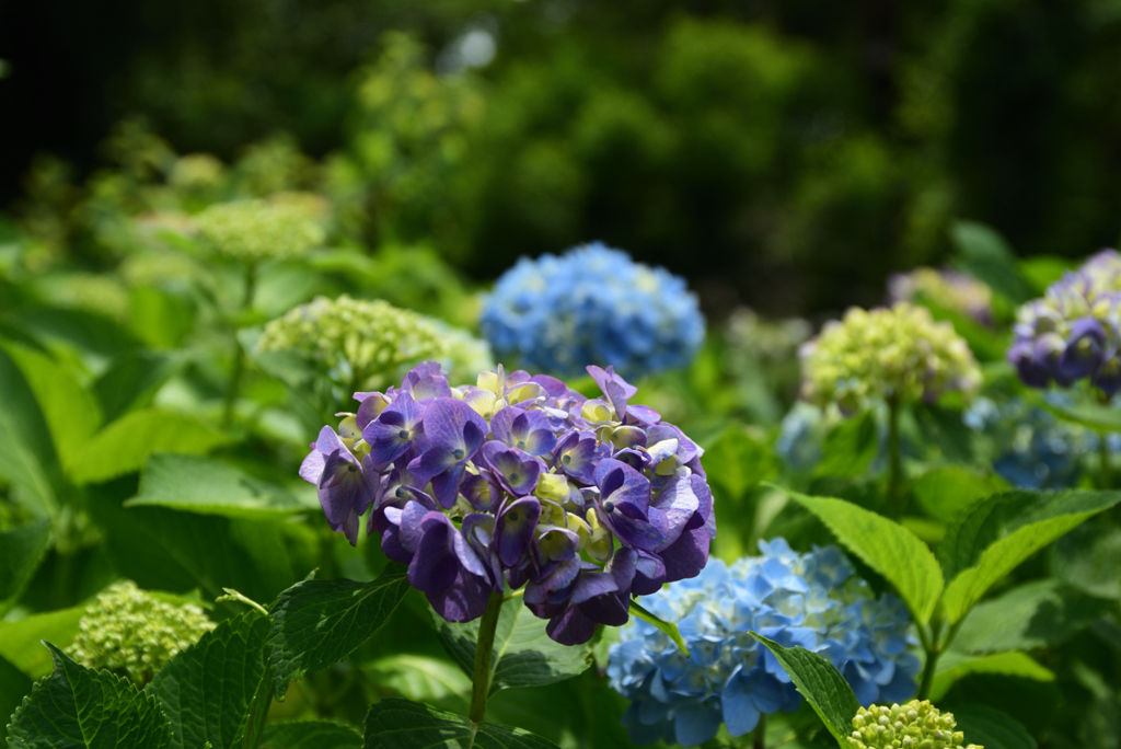 200609馬見丘陵公園46