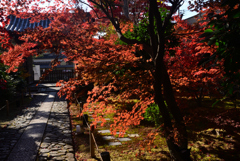 241206a鹿王院01
