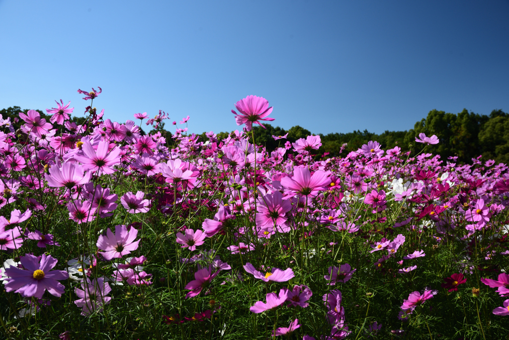 201025万博公園02
