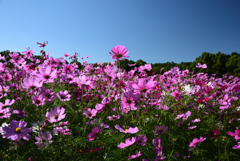 201025万博公園02