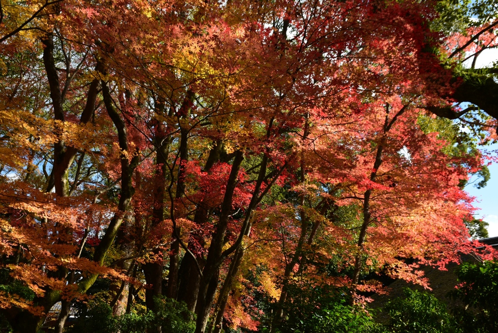 171124a上賀茂神社32
