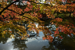 191116b京都植物園23